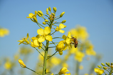 Rapsblüte, Feld, Himmel, Makro