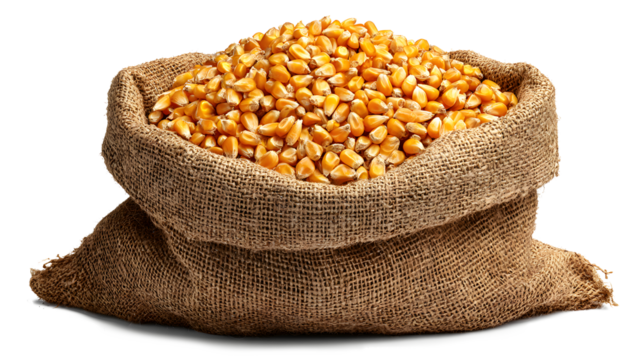 Fresh Corn Kernels in a Burlap Sack isolated on a white background