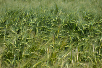 Agricultural background with lush green texture of wheat or barley plants.