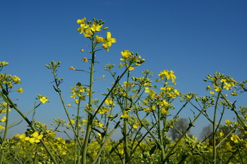 Rapsblüte, Feld, Himmel, Makro