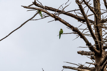 Psittacula krameri pertenece a la familia de Psittaculidae.