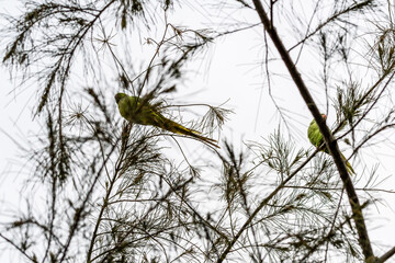 Psittacula krameri pertenece a la familia de Psittaculidae.