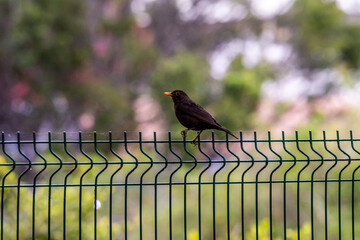Turdus merula pertenece a la familia Turdidae.