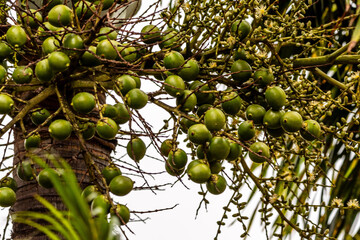 Arbol con frutos en Puerto de la Cruz, Isla de Tenerife.