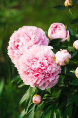 Big large beautiful fresh spring colorful fragrant tender with many petals opened spherical lush pink and white bud on a bush of peony flowers growing in the garden in the park in the hot warm summer.