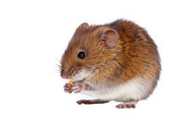 Adorable Tiny Mouse, Eating Grain, Close-Up Studio Shot, Isolated on White Background, Rodent, Mammal, Wildlife, Nature Photography