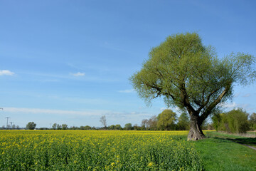 Fototapeta premium Feldweg, Rapsfeld, Blüte, Baum, Natur, Horizont, Himmel, Frühling