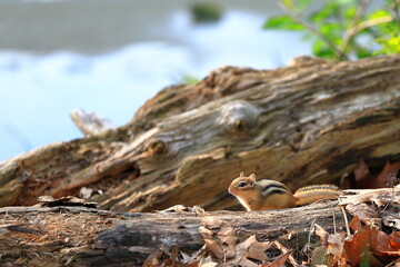 Cautious chipmunk pauses on a log while scurrying about collecting food