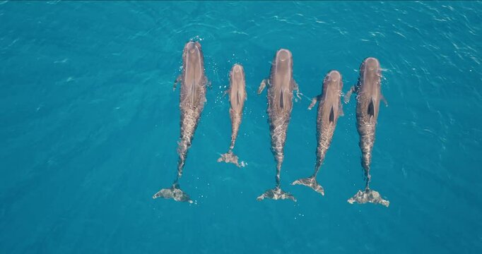 Aerial drone view family group of pilot whales swimming in crystal-clear blue ocean water, showcasing the beauty and grace of marine wildlife. Wild nature of Fiji, travel background, top down scene