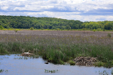 Mother mute swan sits on her nest in a colorful marshland near a beaver lodge