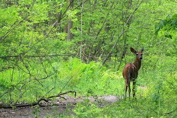 Cautious deer, with early antler growth, looks back over its shoulder to track hikers