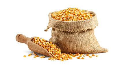Organic corn kernels in a burlap sack with wooden scoop
