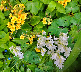 im Blumenbeet vor der Haust&uuml;r