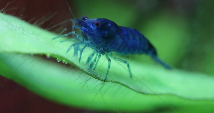 Blue shrimp Neocaridina heteropoda eating algae on a large green leaf of Echinodorus uruguayanus. Close-up of the shrimp in a freshwater aquarium tank.