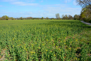 Rapsfeld vor der Blüte, Himmel, Frühling