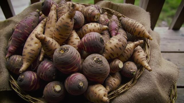 Organic Oca Tubers In Woven Basket On Wooden Surface With Burlap Sack