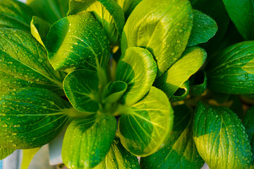 Hydroponic pakcoy or it called mustard bok choy vegetables in the sunlight. Agriculture system of...