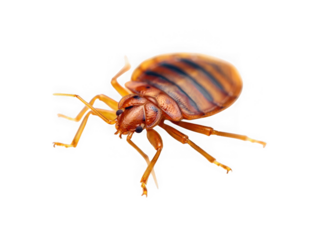 Close-up Photography of a Bed Bug, Detailed View of Insect Anatomy, High-Resolution Image of Pest Control Subject, Brown and Orange Hues, Isolated on White Background