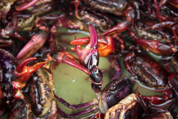 Fresh field crabs soaked in water for cooking or Thai fermented crab dish