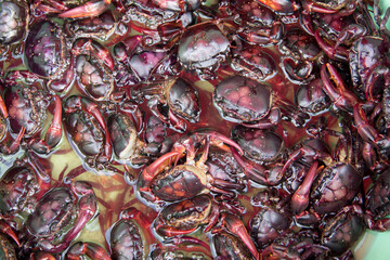 Fresh field crabs soaked in water for cooking or Thai fermented crab dish