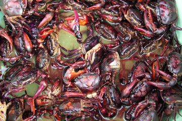 Fresh field crabs soaked in water for cooking or Thai fermented crab dish