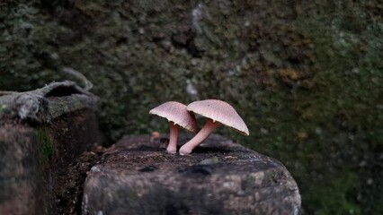 
A close-up image of two small pink mushrooms growing side by side on a mossy, decaying wooden surface. The background is beautifully blurred