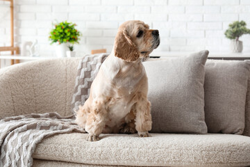 Cute Cocker Spaniel on sofa at home