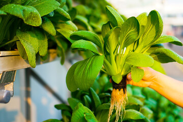 Hydroponic pakcoy or it called mustard bok choy vegetables in the sunlight. Agriculture system of...