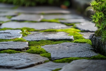 Close-up of moss growing on grey stone background