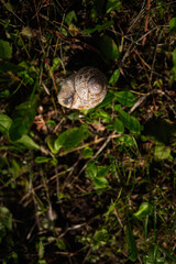 Close-up of a snail in a green natural environment with detailed shell pattern
