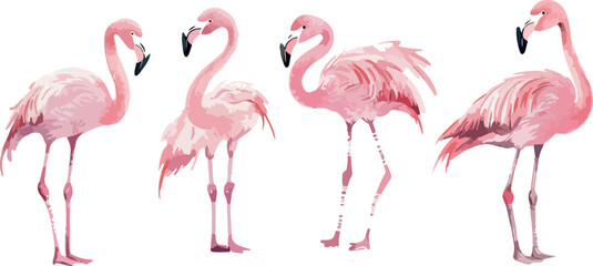 Obraz premium Elegant Flamingo Flock A Watercolor Inspired Illustration of Four Pink Flamingos Standing Gracefully Perfect for Tropical Themes Summer Designs and Artistic Projects on a Clean
