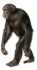 Fototapeta premium Chimpanzee Intelligent Primates of the Forest on isolated background, generative ai