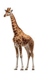 Giraffe The Tallest Land Animal with Unique Coat Pattern on isolated background, generative ai