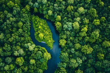Aerial view of winding river through dense forest