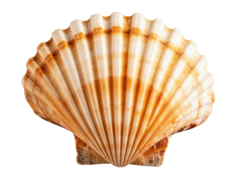 Beautifully Structured Orange and Beige Scallop Shell Isolated