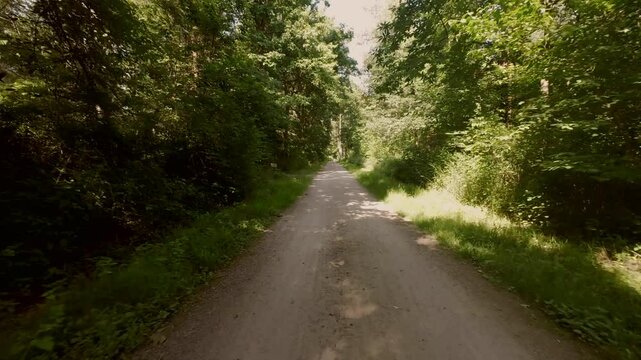 Road in the summer forest. Vacation mood.