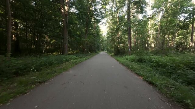 Road in the summer forest. Vacation mood.