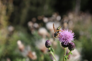 Männliche Wespe auf Distelblüte 