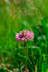 single flower in focus with soft blurred background, natural daylight