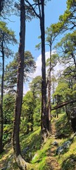 Fototapeta premium Cinematic Forest Trail with Standing and Fallen Tree Forming Natural Doorway