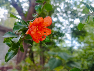 Close-up Pomegranate Flower Natural