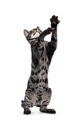 Excellent charcoal Bengal cat kitten, standing on hind paws. Looking and reaching up showing belly. Isolated on a white background.