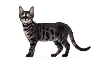Excellent charcoal Bengal cat kitten, standin up side ways. Looking curious towards camera. Showing pattern. Isolated on a white background.