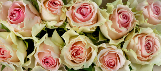 Close-up shot of fresh delicate pastel color rose buds, banner