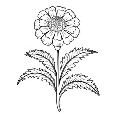 A black and white flower marigold illustration line art of a coloring page