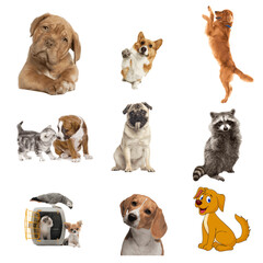 Vector art of a playful collection of pets, isolated on transparent background