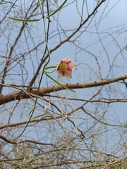 oxystelma esculentum flower pattern or Rosy Milkweed Vine flower pattern in the garden 