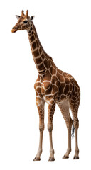 Fototapeta premium Giraffe The Tallest Land Animal with Unique Patterns on isolated background, generative ai