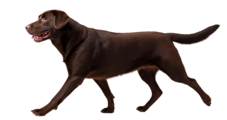 Chocolate Labrador Retriever Friendly  Energetic  Loyal Companion on isolated background, generative ai