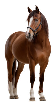 Elegant Brown Horse with White Markings Showcasing Strength and Grace on isolated background, generative ai